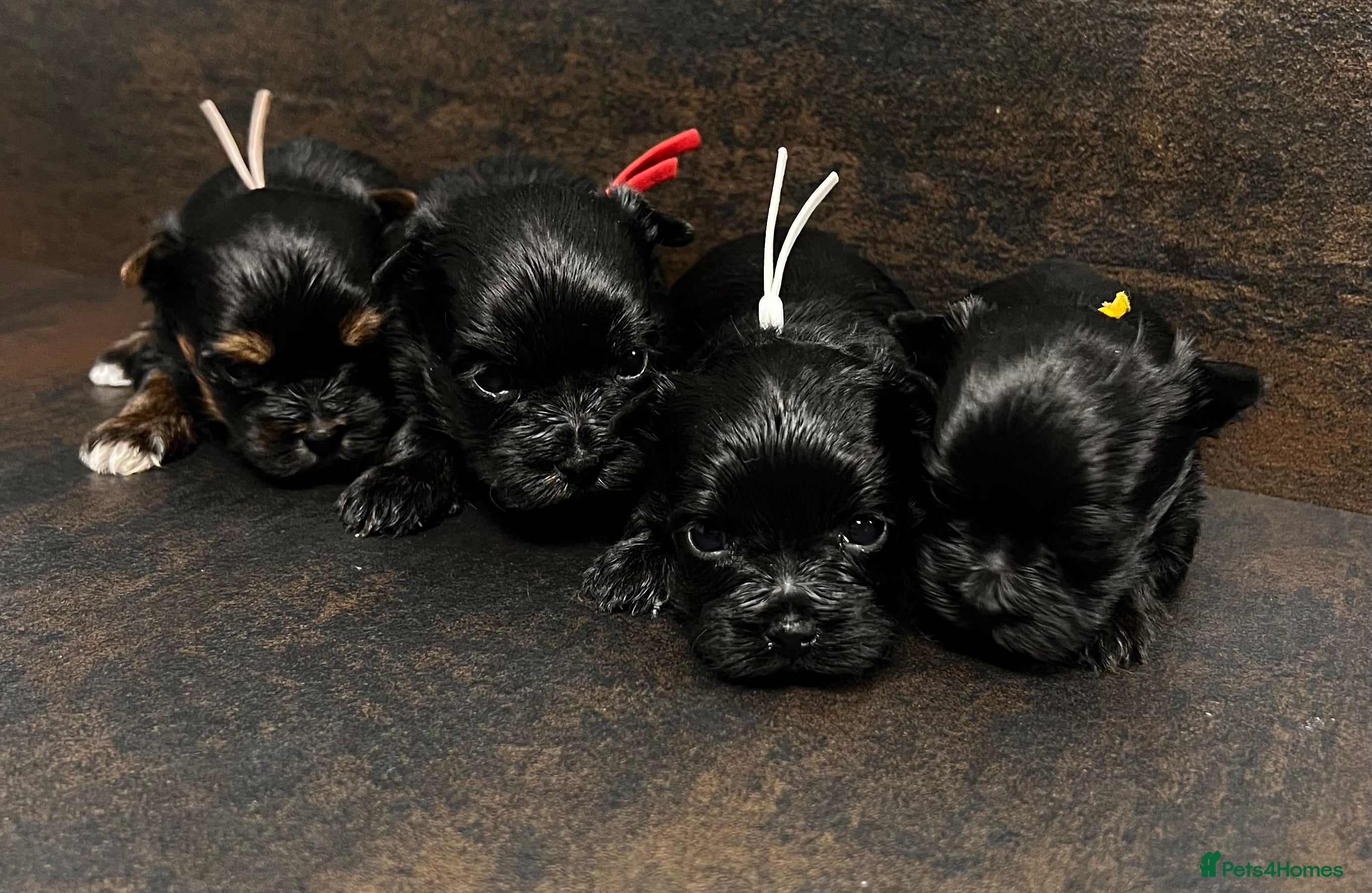 Yorkshire Terrier dogs ❀ Miniature Yorkshire Terriers – 4 Girls  ❀ - Advert 1