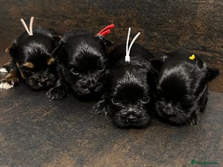 Yorkshire Terrier dogs ❀ Miniature Yorkshire Terriers – 4 Girls ❀ - Advert 6