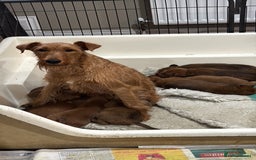 Irish Terrier dogs for sale: Kennel club registered Irish Terrier Puppies - Image 5