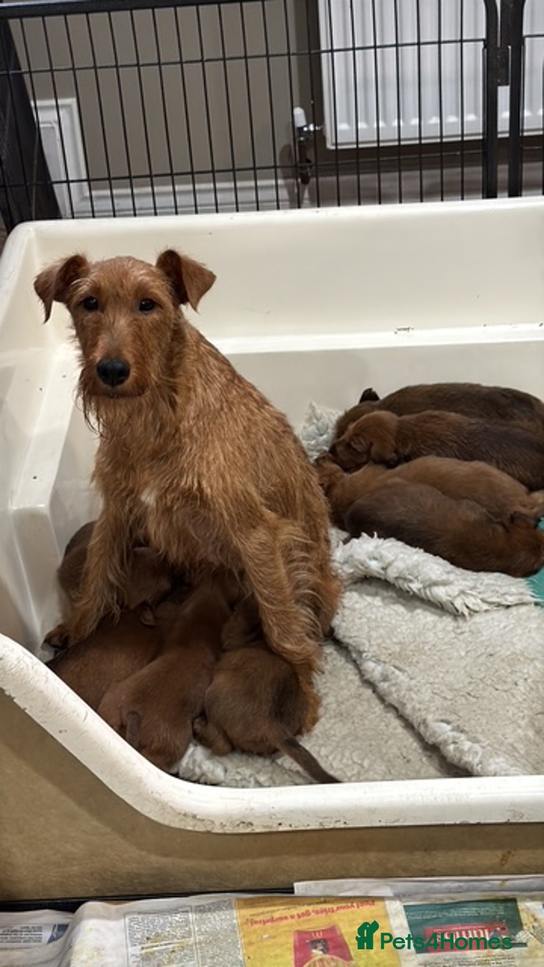 Irish Terrier dogs for sale: Kennel club registered Irish Terrier Puppies - Image 5