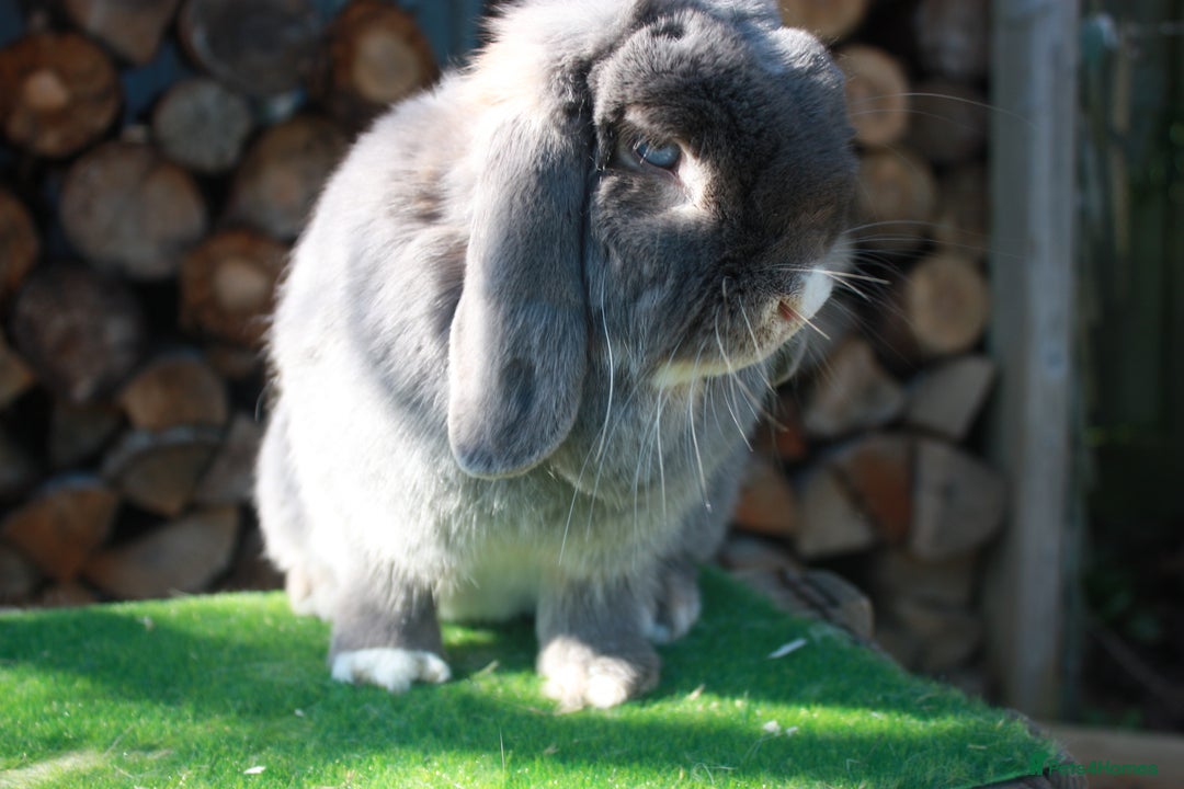 Mini Lop rabbits for sale: Adult mini lop rabbits  - Advert 3