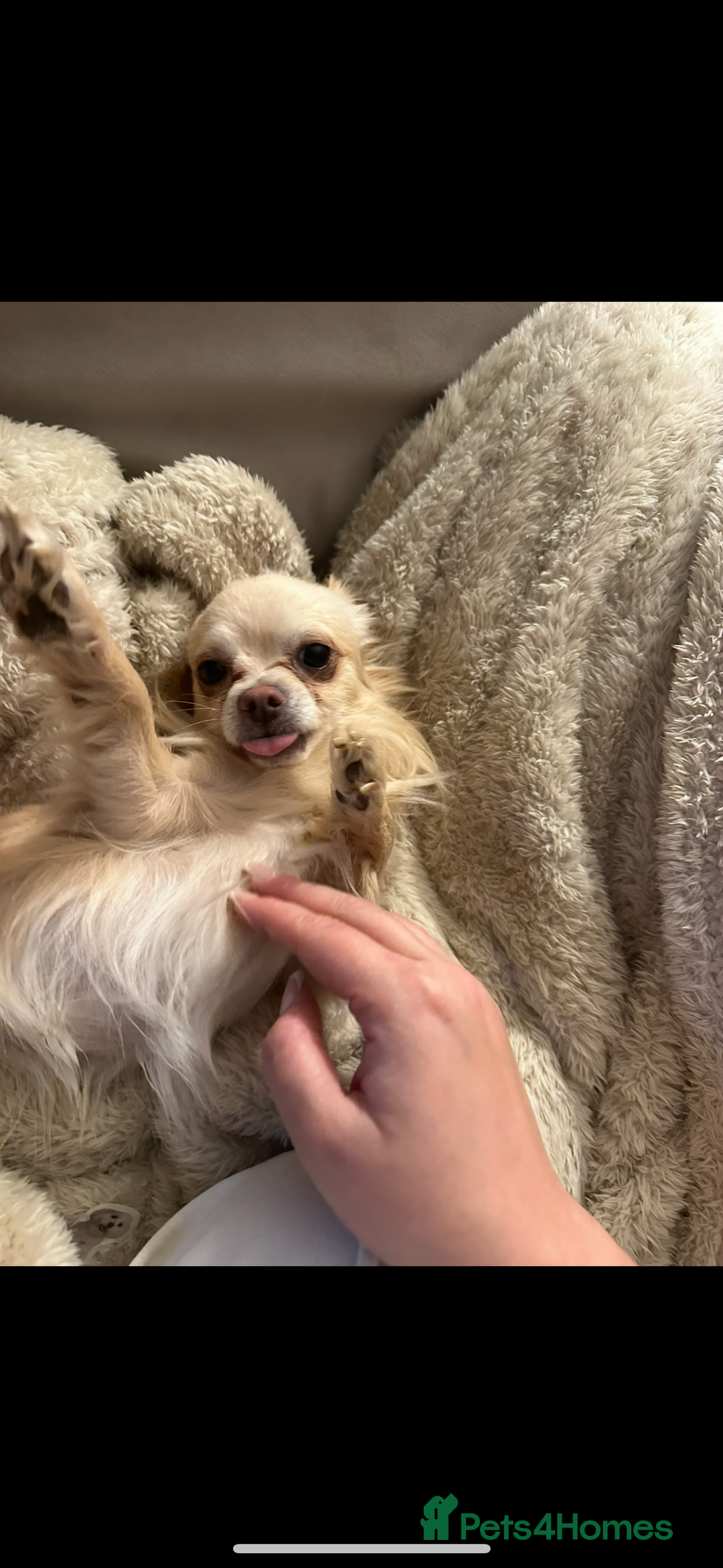 Chihuahua dogs for adoption: Male chihuahua  - Advert 2