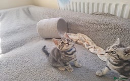 British Shorthair cats for sale: Ready to collect, Silver Tabby kittens  in Rochester - Image 6