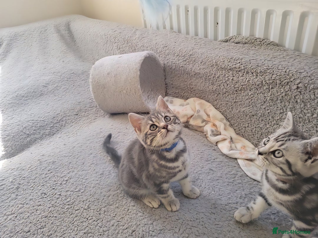 British Shorthair cats for sale: Ready to collect, Silver Tabby kittens  in Rochester - Image 6