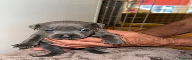 Staffordshire Bull Terrier Puppy 10