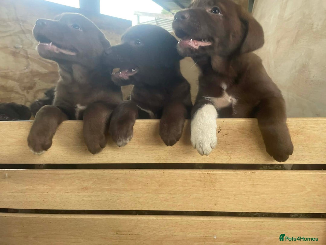 Mixed Breed dogs for sale: Chunky Chocolate Labrador cross Sheepdog - Advert 7