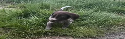 German Shorthaired Pointer dogs for sale: Stunning litter of GSP puppies !! - Advert 15