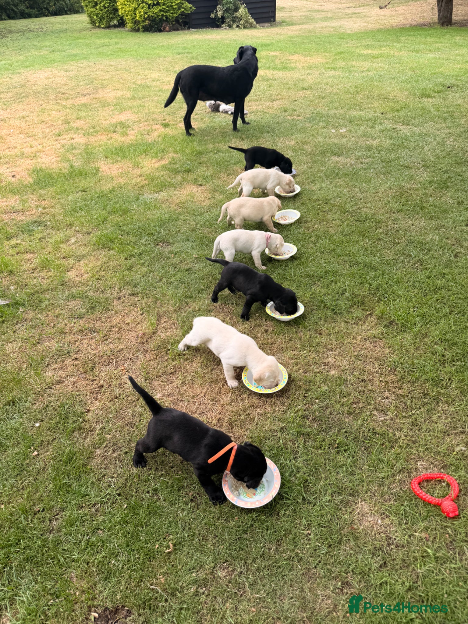 Labrador Retriever dogs for sale: Beautiful litter of Labrador puppies  - Advert 3