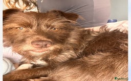 Patterdale Terrier dogs for sale: Rehome grandads 2 year old dog - Image 1