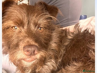 Patterdale Terrier dogs for sale - Advert 1