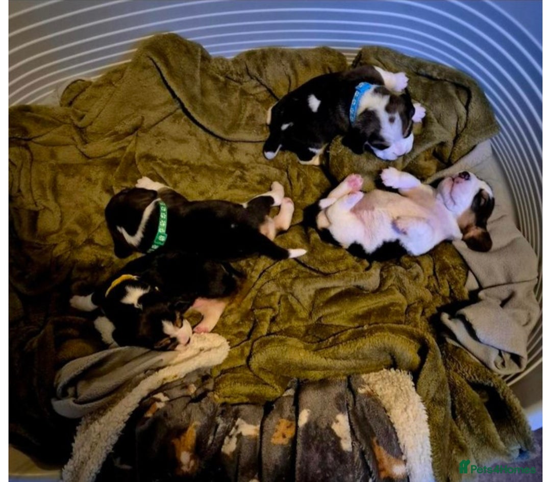 Beagle dogs for sale: 2 Beagle Girl Pups left -(KC Reg), Champ Bloodline - Image 2