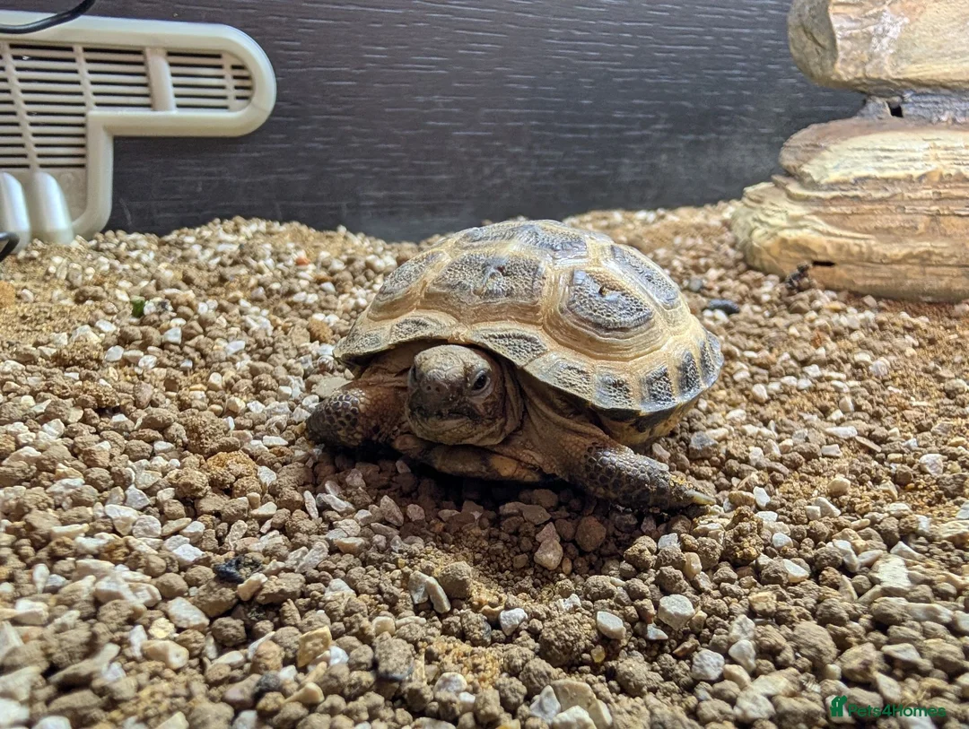 Tortoise reptiles for sale: Baby Horsefield tortoises from £159.99 in Chorley - Advert 1