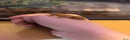 Gecko reptiles for sale: baby crested geckos  in Thetford - Advert 4