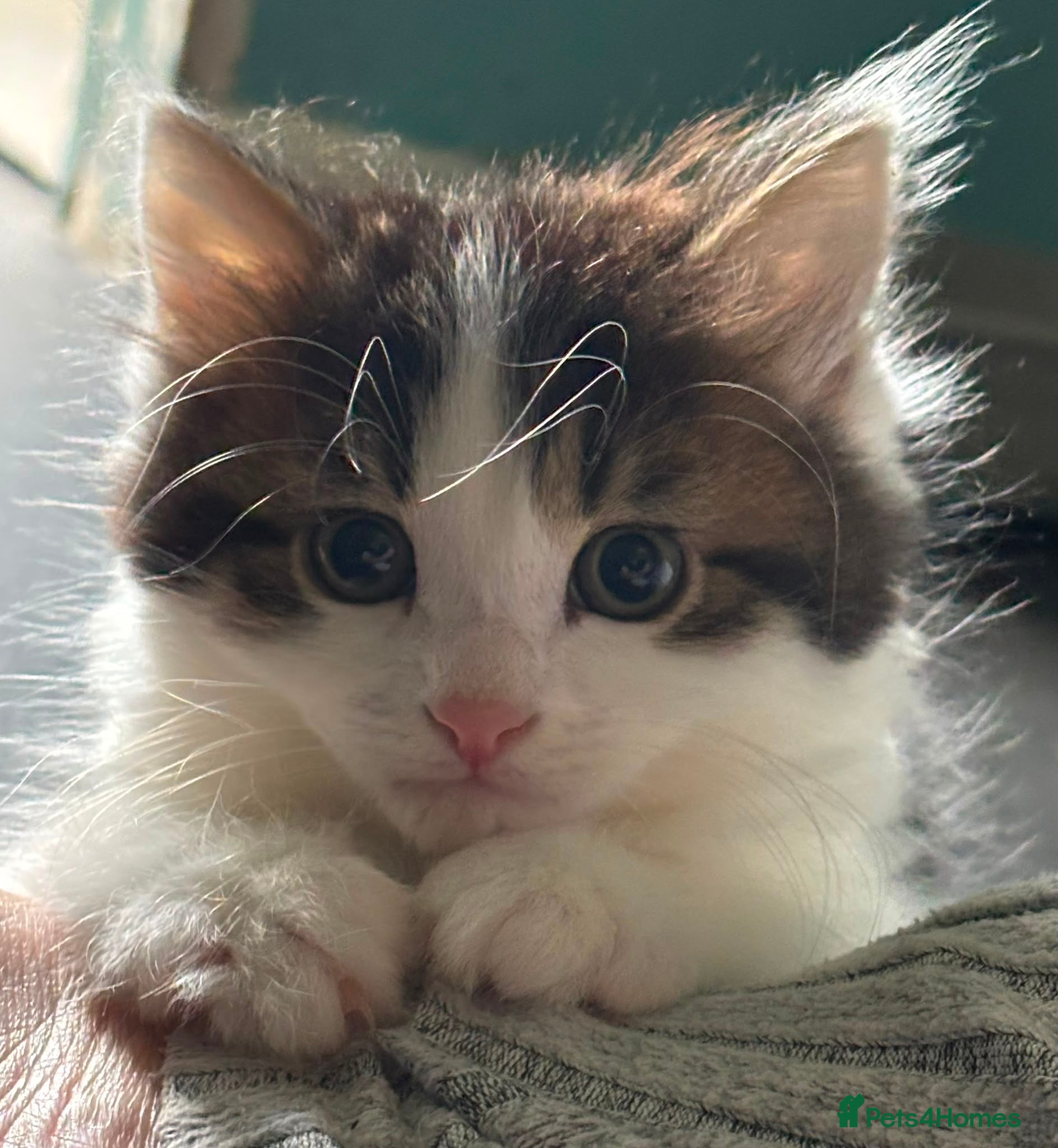 Domestic Shorthair cats Adorable Kittens - Adopt  Cats in Crisis EastLdn - Advert 1