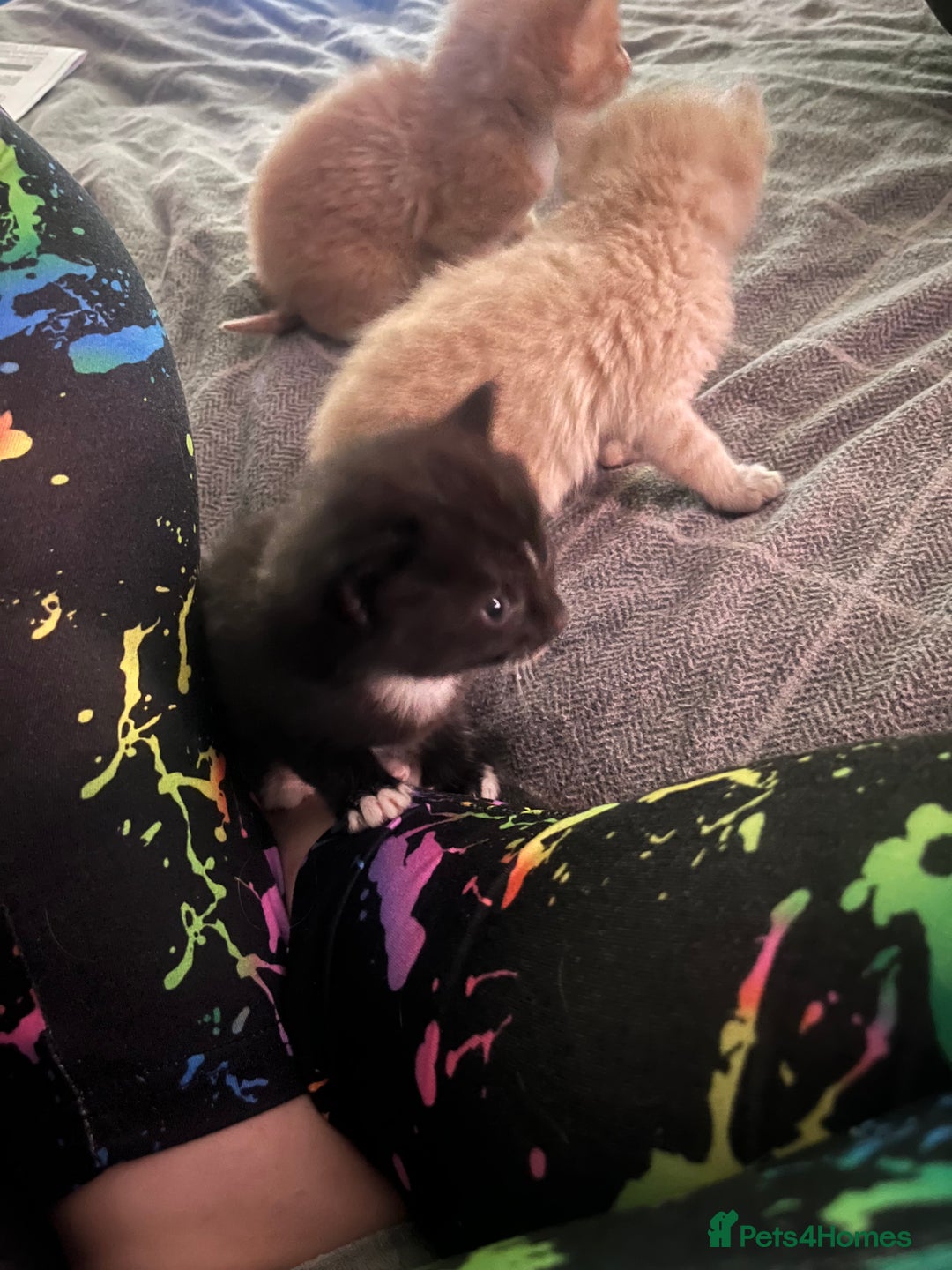 Domestic Shorthair cats for sale: 4 gorgeous kittens  - Image 16