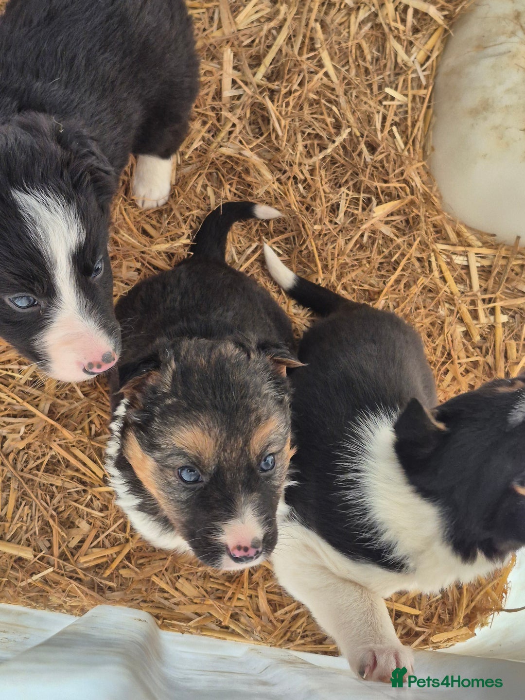 Border Collie dogs for sale: Border Collie Pups - Advert 14