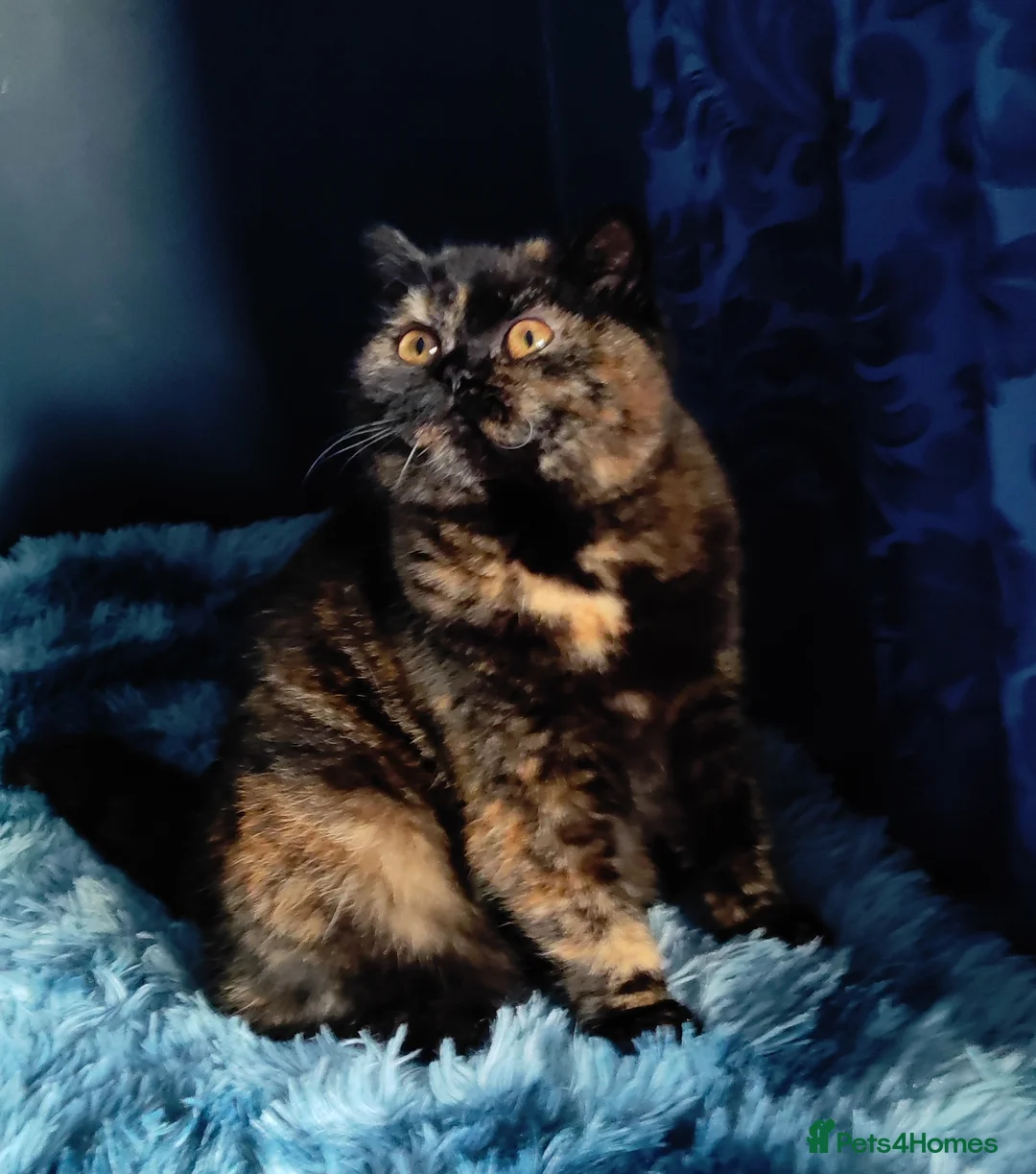 Gallery Image {{count}}