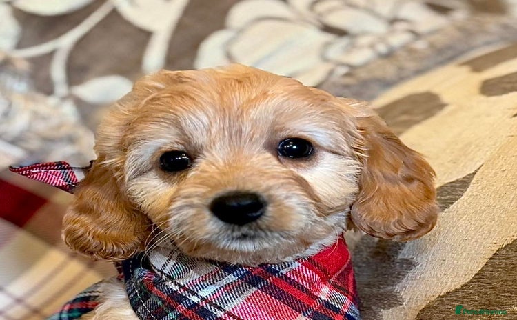 Cavapoo dogs - Advert 1