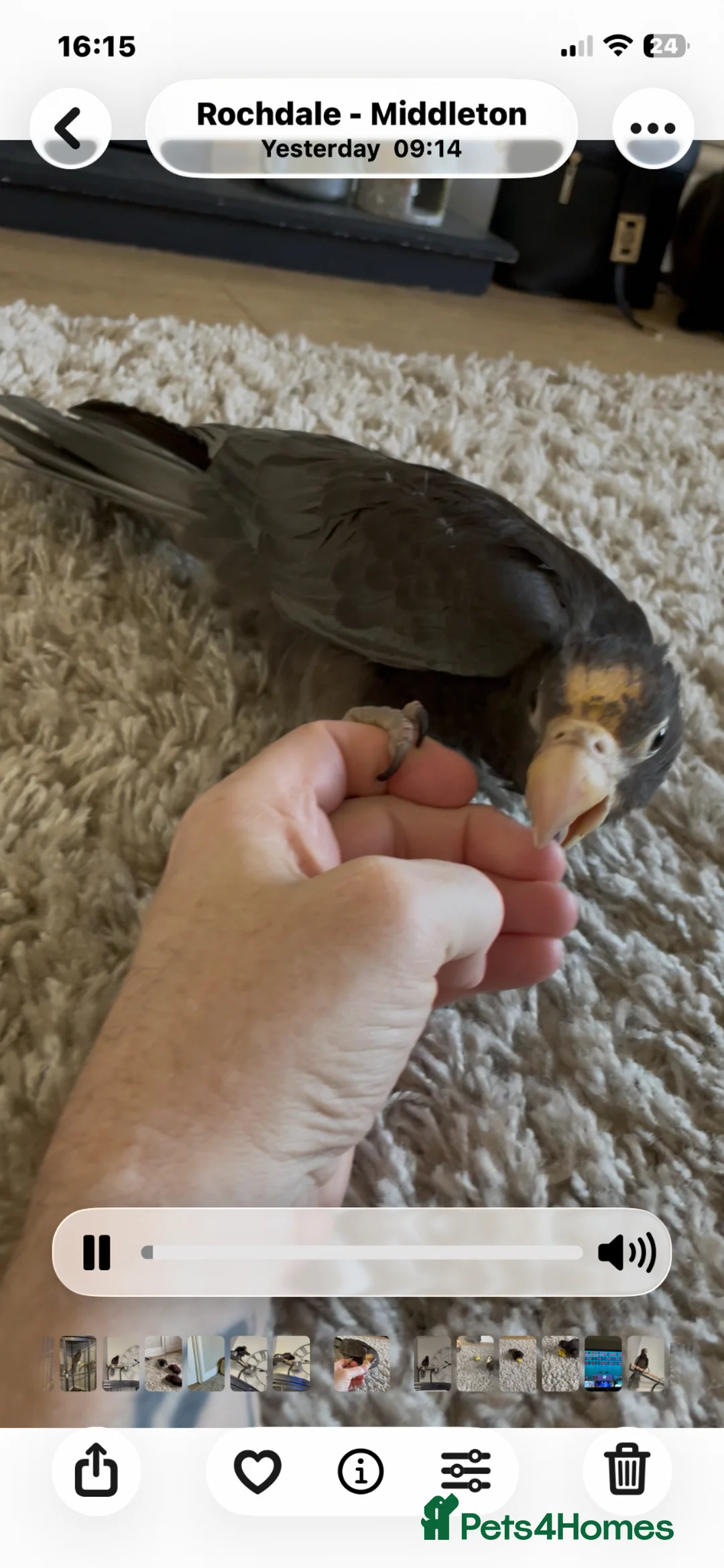 Parrots birds for sale: Greater vasa parrot talks whistles flys very well  - Advert 2