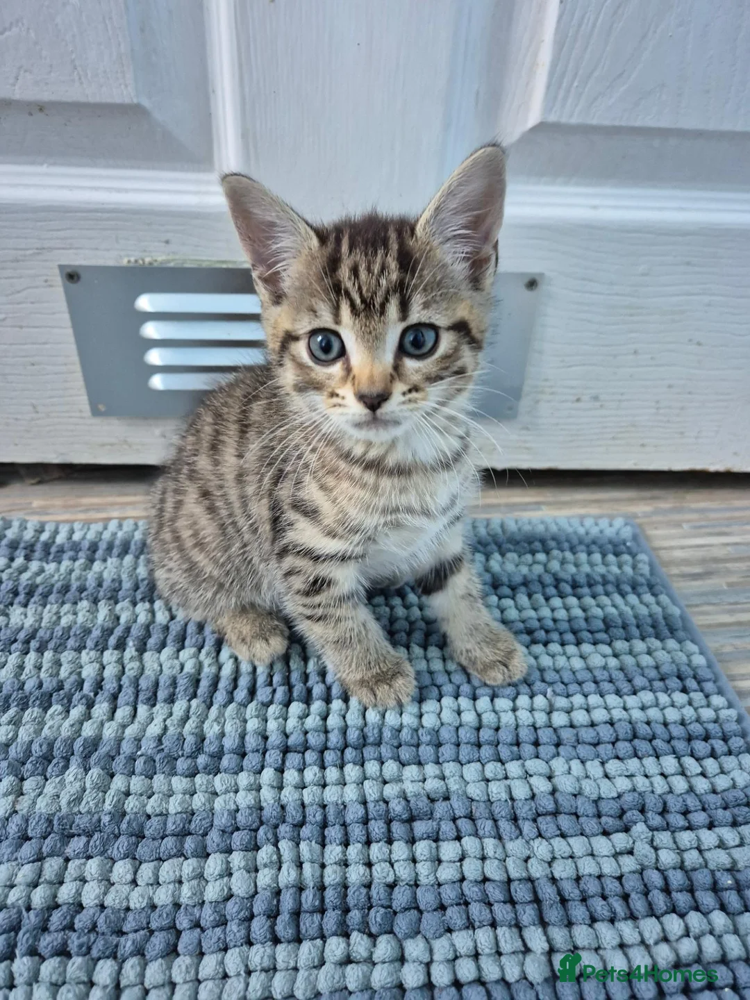 Mixed Breed cats for sale: Tabby boy, ready now - Advert 2