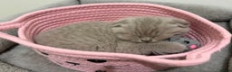 Scottish Fold cats for sale: Scottish Fold/ Straight kitties  - Advert 24