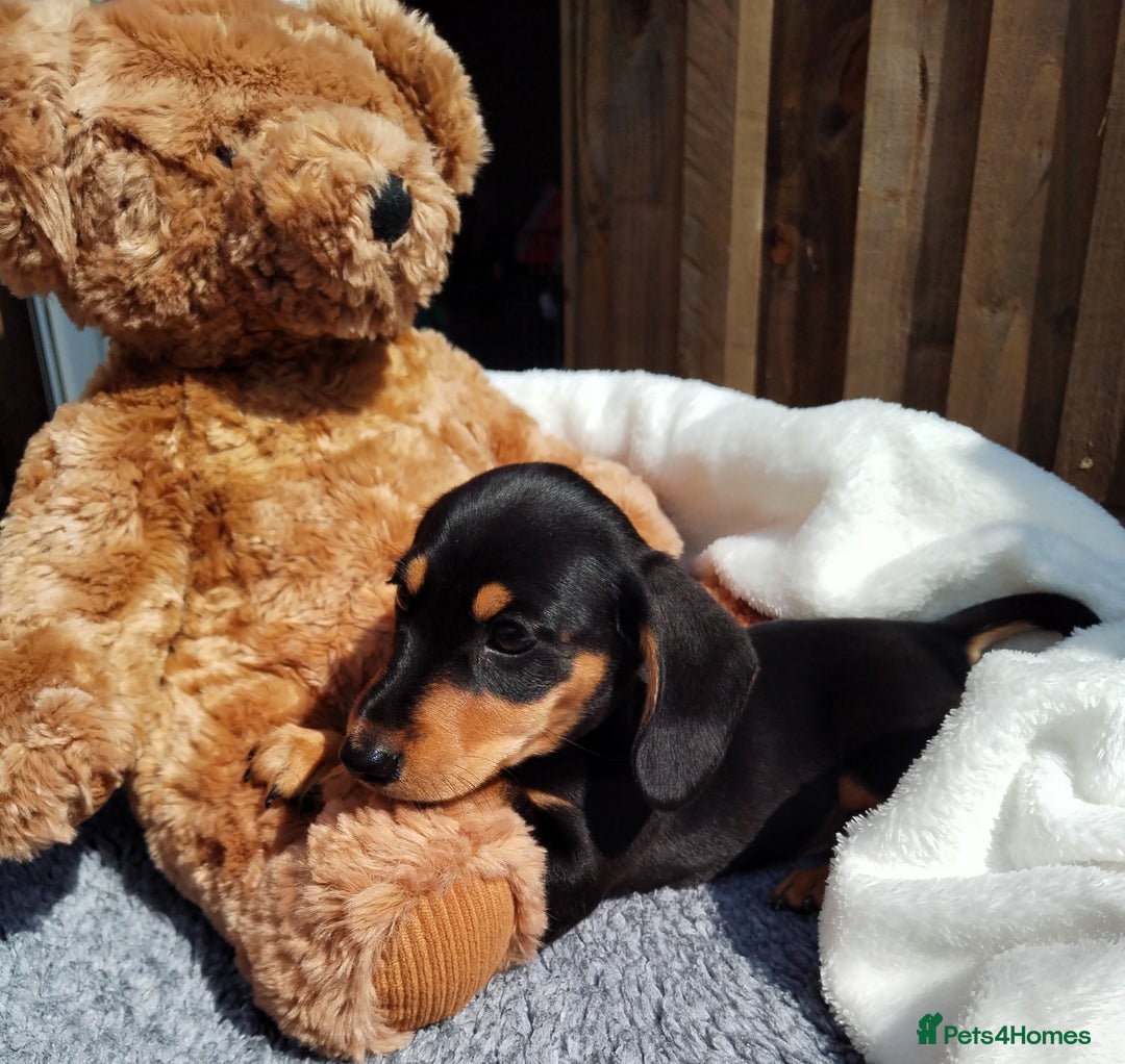 Miniature Dachshund dogs for sale: Mini dachshund  - Image 10