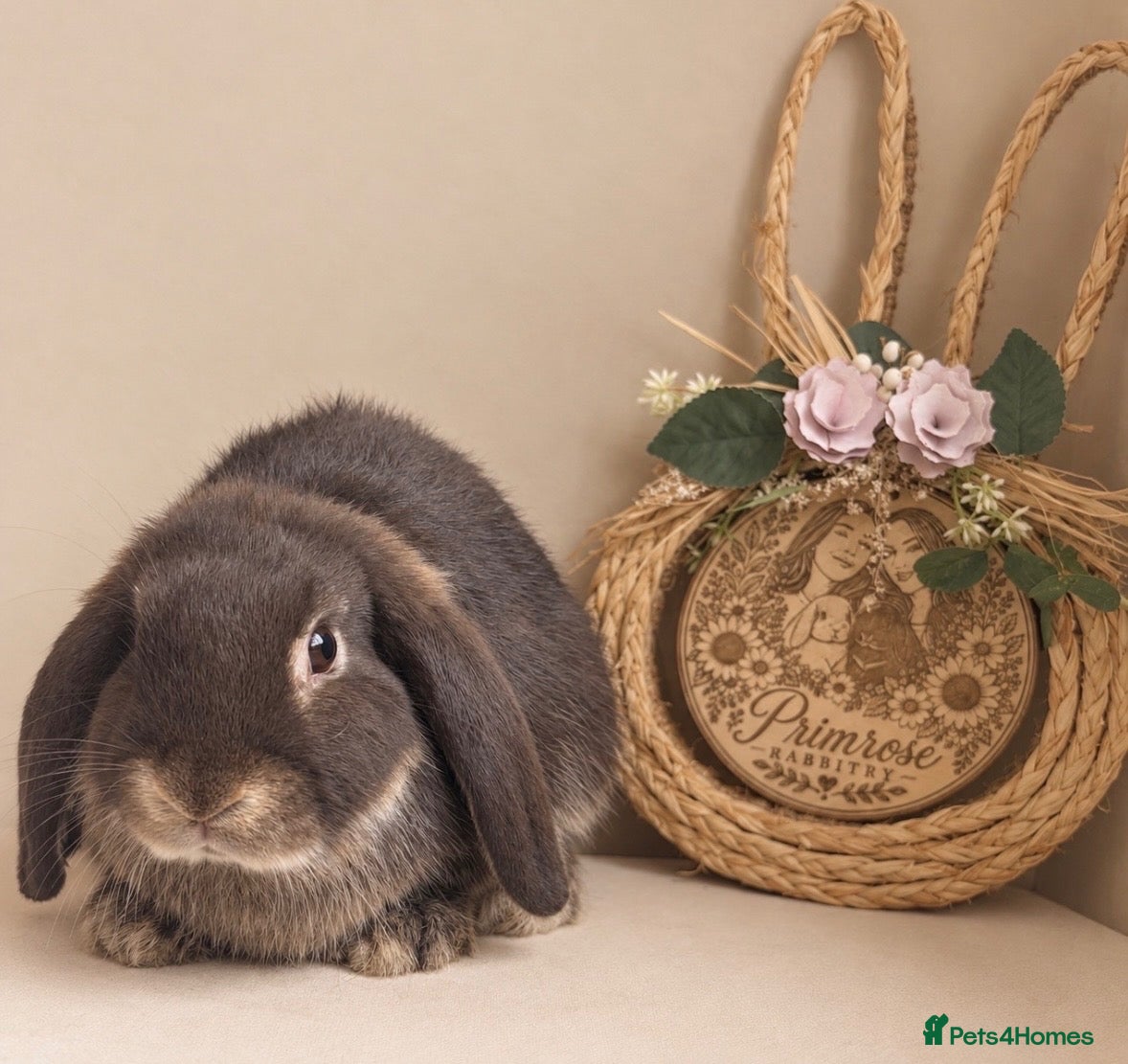 Mini Lop rabbits Mini lops - Advert 11