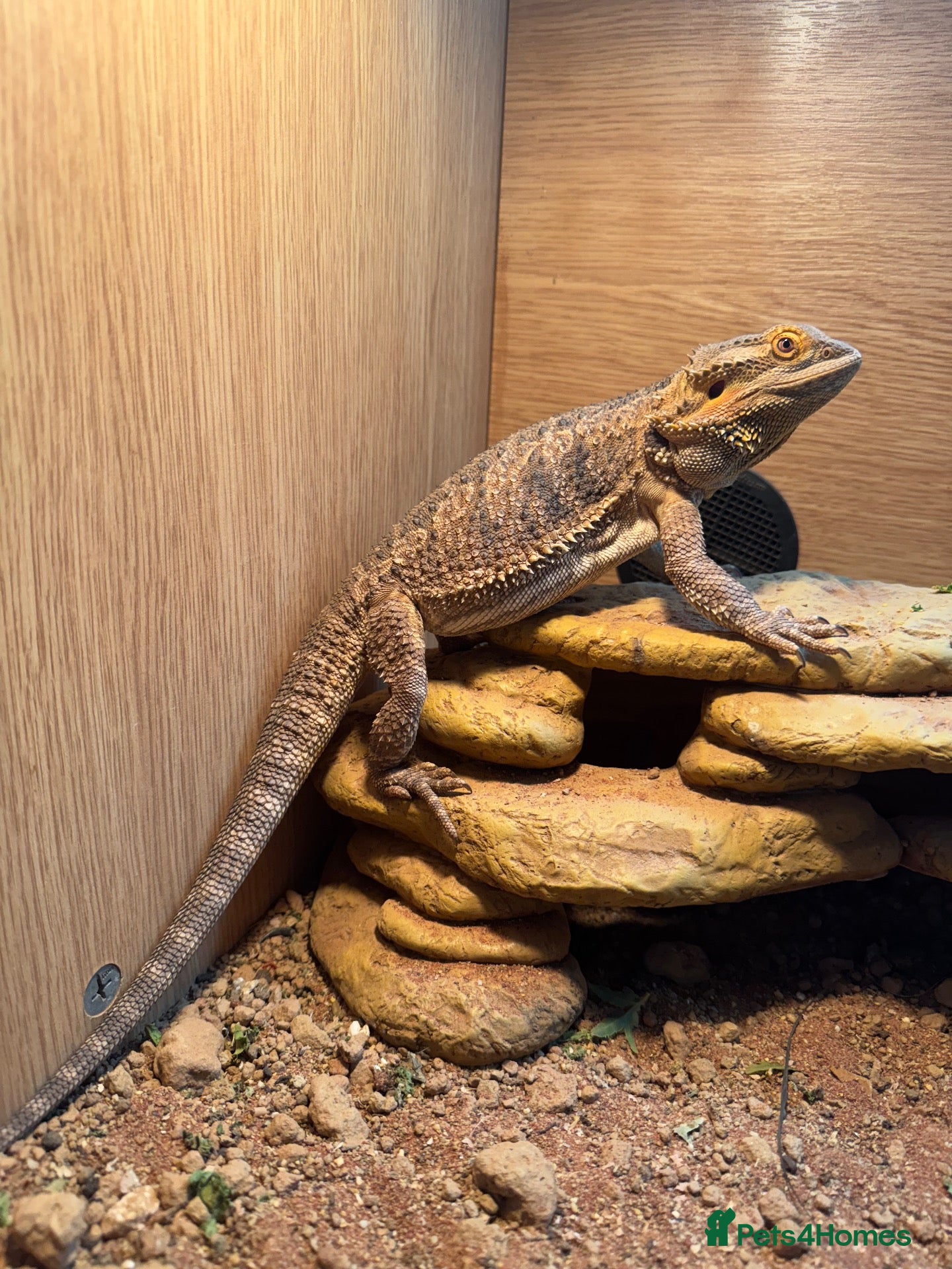 Bearded Dragon reptiles Female bearded dragon  - Advert 2