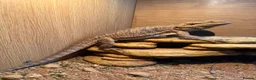 Bearded Dragon reptiles for sale: Female bearded dragon  - Advert 2