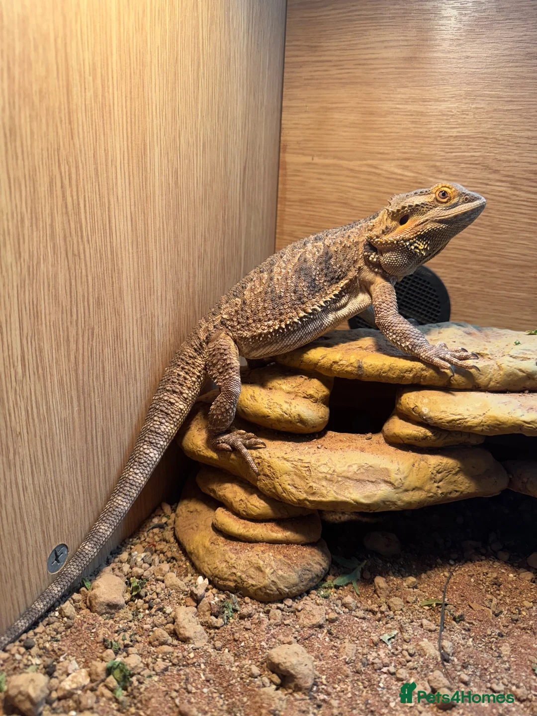 Bearded Dragon reptiles for sale: Female bearded dragon  - Advert 2