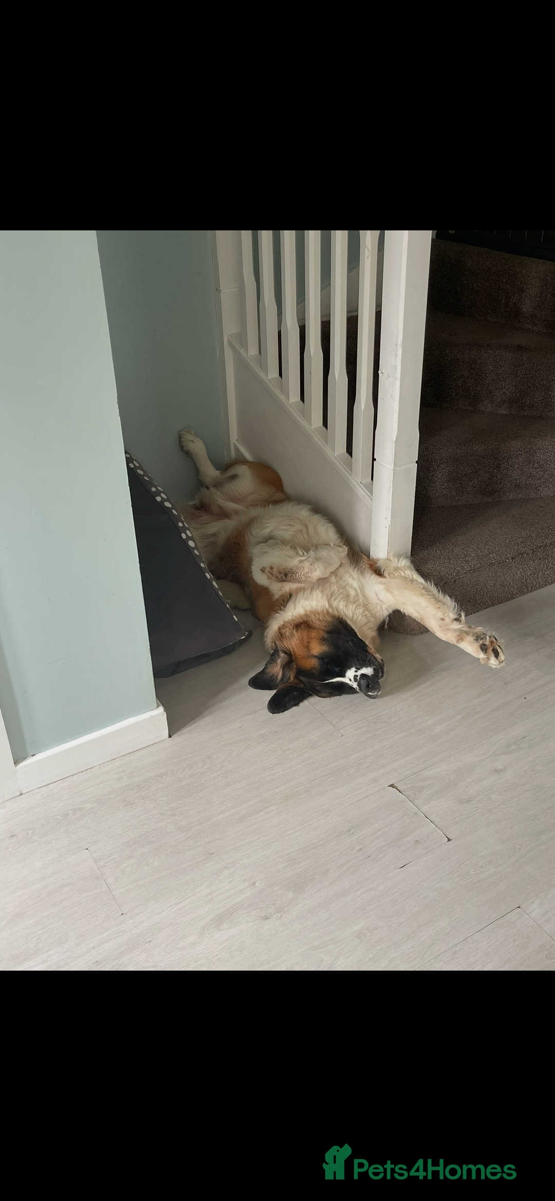 Saint Bernard dogs for sale: Saint Bernard female for rehoming - Advert 5