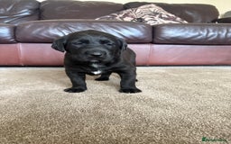 Mixed Breed dogs for sale: Labrador X Belgian Shepherd Belgiador  - Image 13