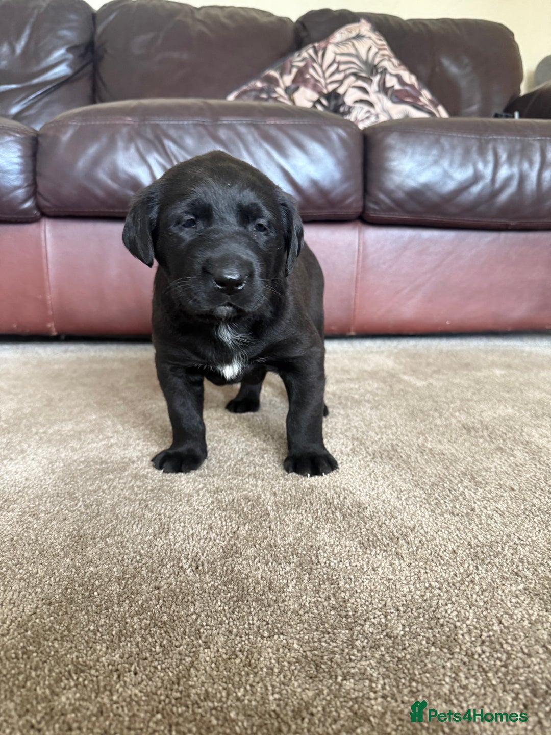 Mixed Breed dogs for sale: Labrador X Belgian Shepherd Belgiador  - Image 13