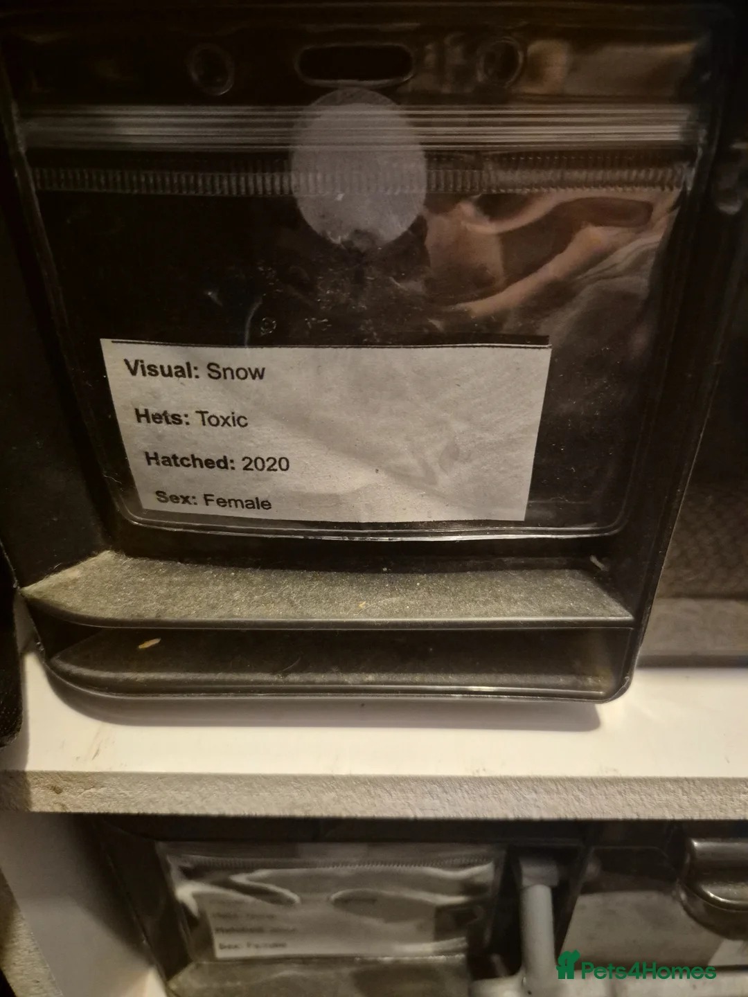 Snake reptiles for sale: Snow hets toxic hognose  in Dartford - Advert 2