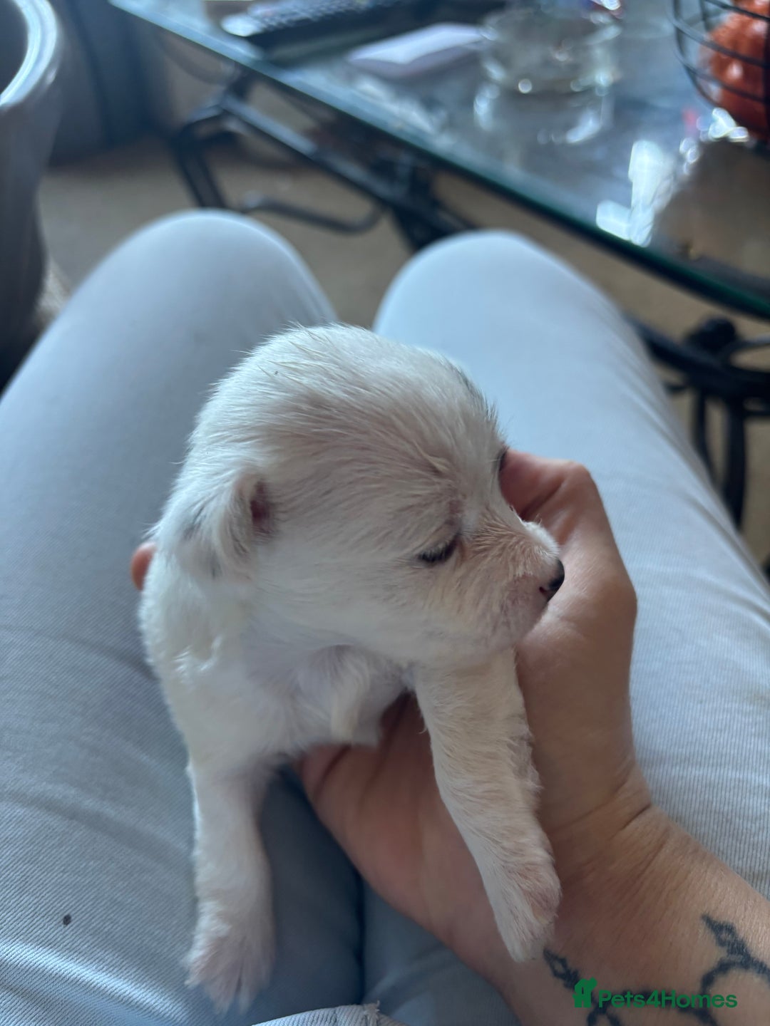Jack Russell dogs for sale: Jack Russell puppies for sale - Image 10