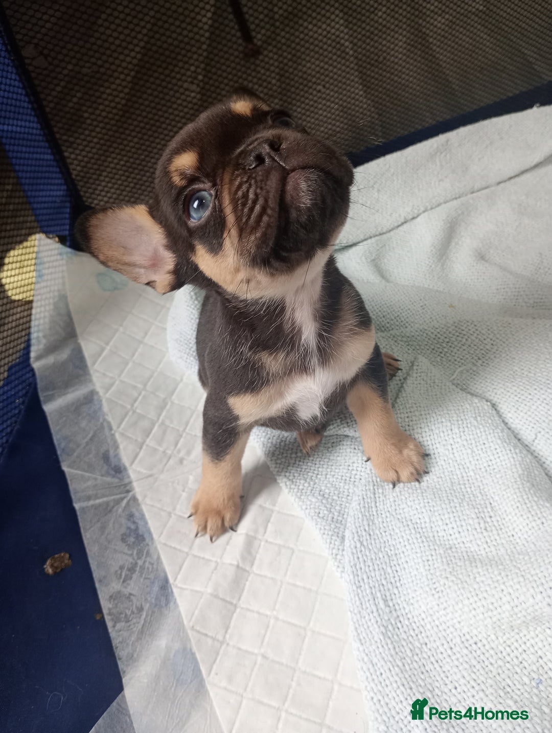 French Bulldog dogs for sale: REDUCED !!!! FRENCH BULLDOG PUPS / READY NOW!!! - Image 8