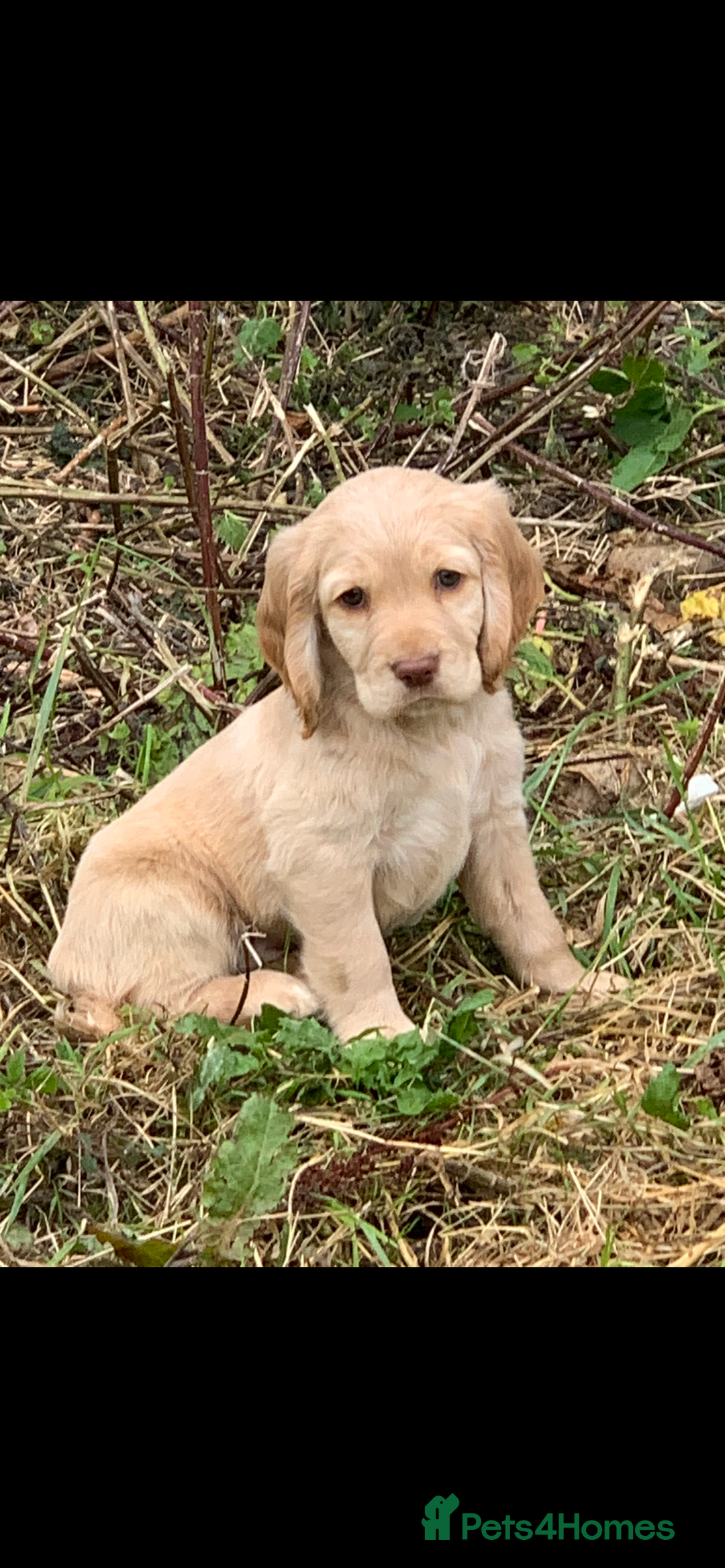 Sprocker dogs for sale: Stunning Sprocker pups - Advert 1
