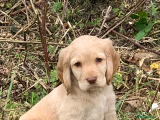 Sprocker dogs Stunning Sprocker pups - Advert 6