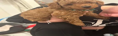 Miniature Poodle 4