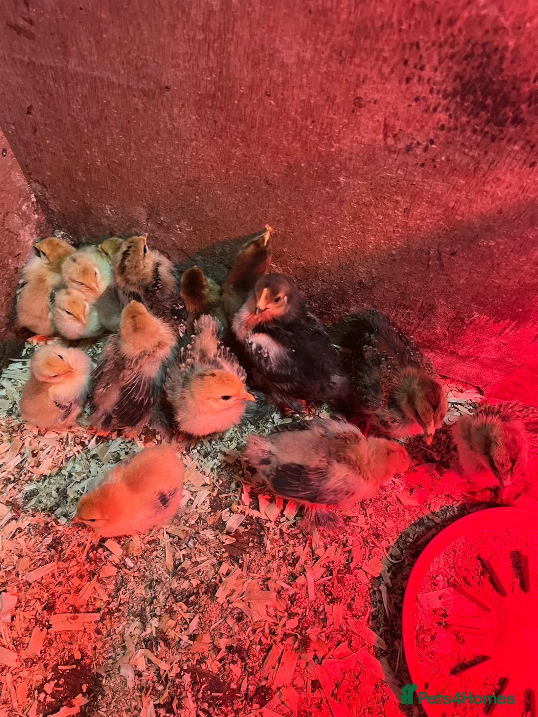 Chickens poultry for sale: Bantam chicks  - Advert 3