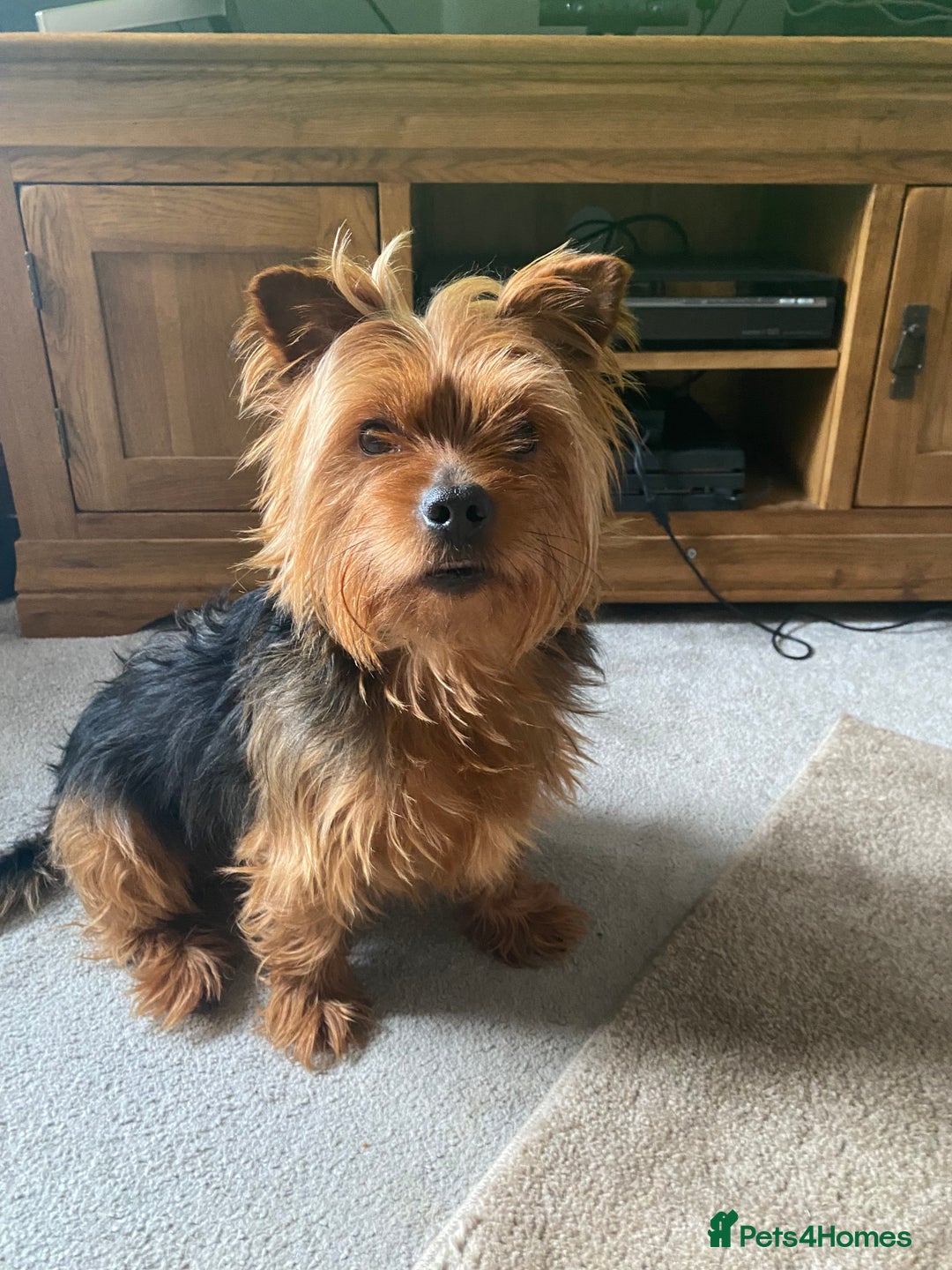Yorkshire Terrier dogs for stud: Yorkshire terrier for stud - Image 3