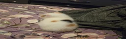 Mixed Breed cats for sale: look at all those tiny fluffballs!  - Advert 25