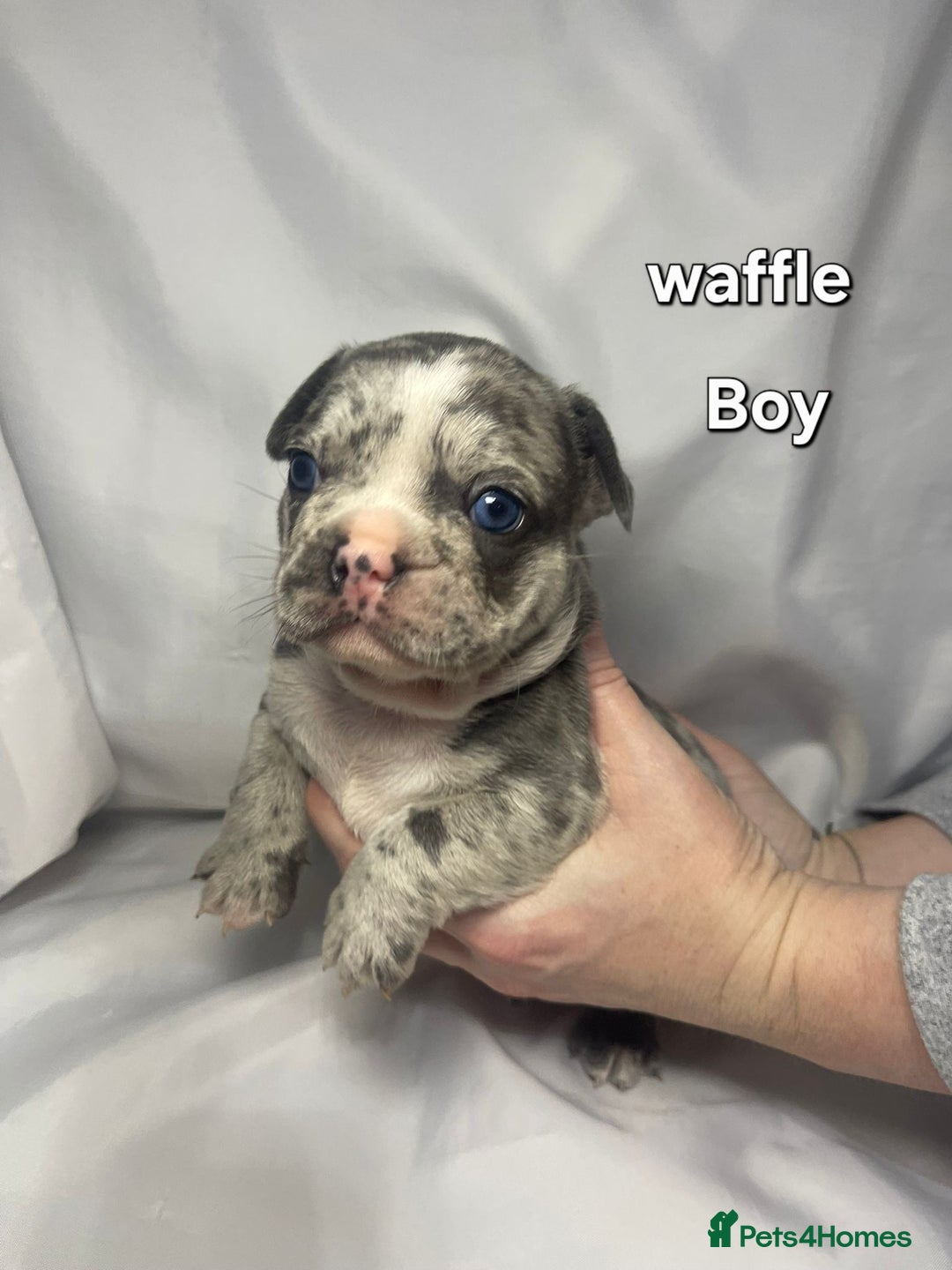 French Bulldog dogs for sale: Gorgeous litter of French Bulldog Pups  - Advert 22