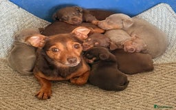 Jack Russell dogs for sale: Jack Russell’s lilac and Tan.  - Image 9