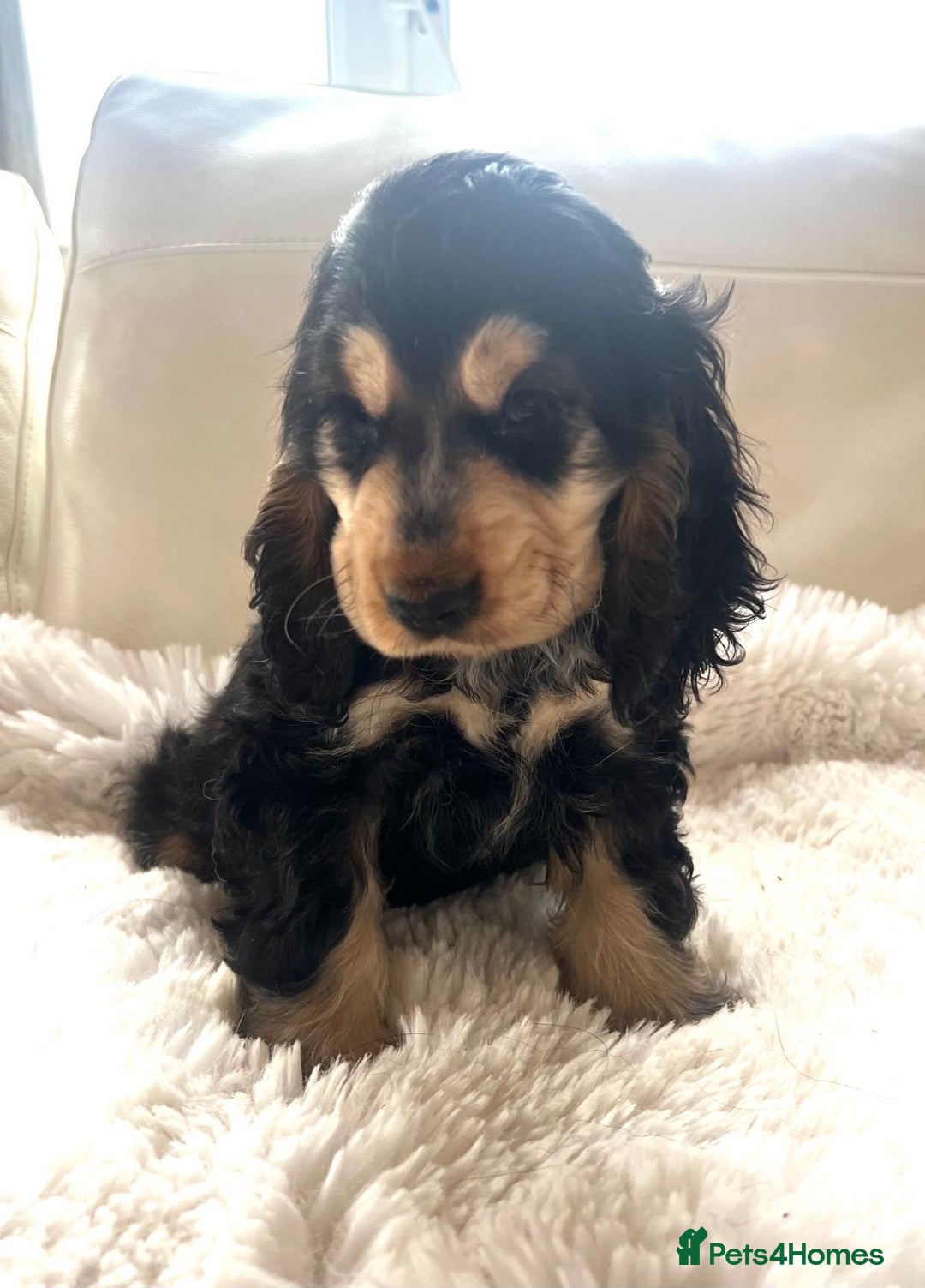 American Cocker Cocker Spaniel Rescue Northwest Kennels North West