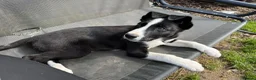 Border Collie dogs for sale: One little boy Border Collie left  - Advert 7