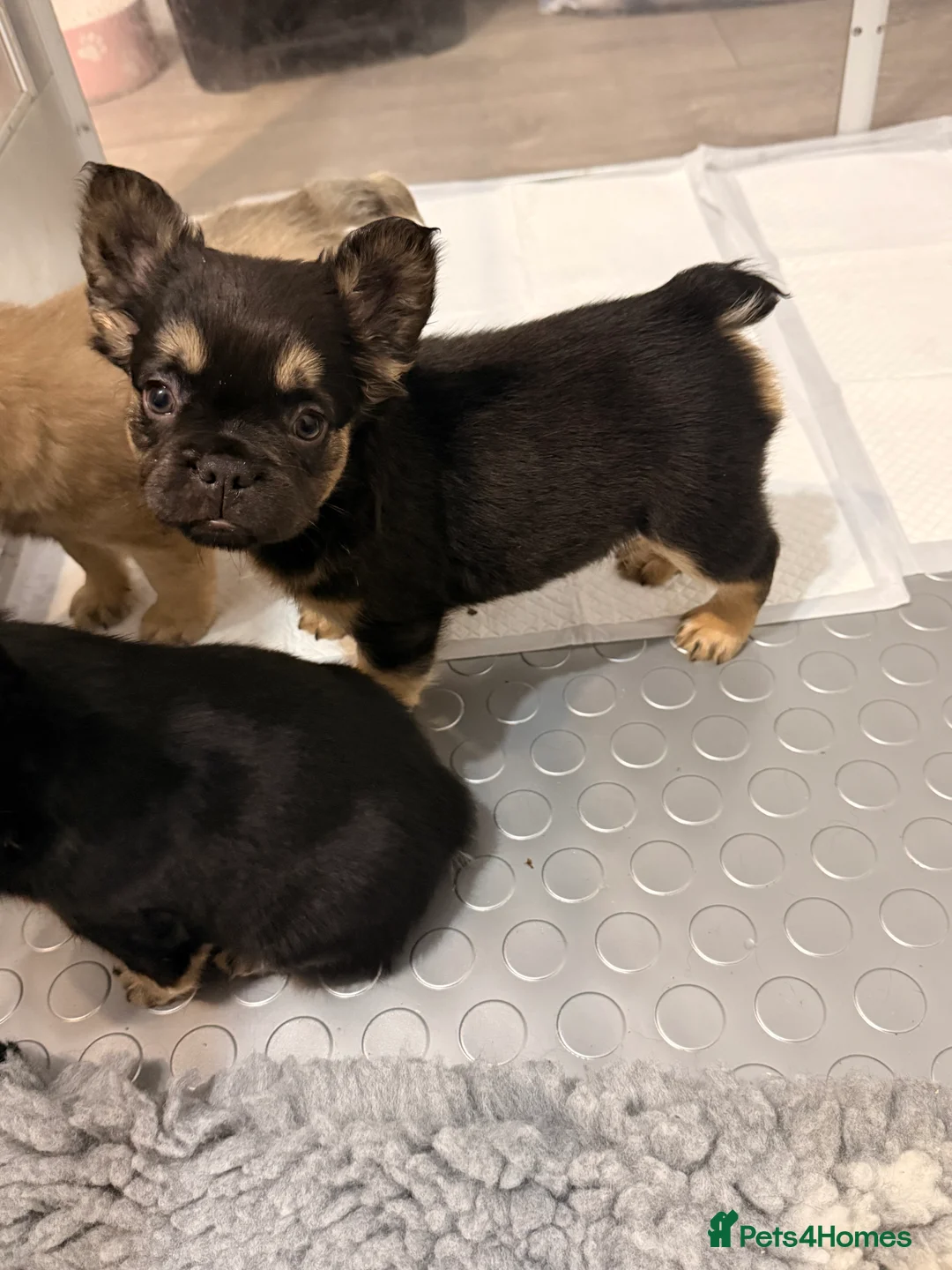 French Bulldog dogs for sale: Reduced 1 Female visual fluffy - Ready now - Advert 20
