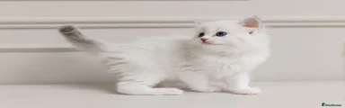 Ragdoll 7 - mint