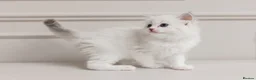 Ragdoll cats for sale: Best Ragdoll kittens - Advert 5