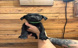 Mixed Breed dogs for sale: Staff/lab/collie pups  - Advert 9